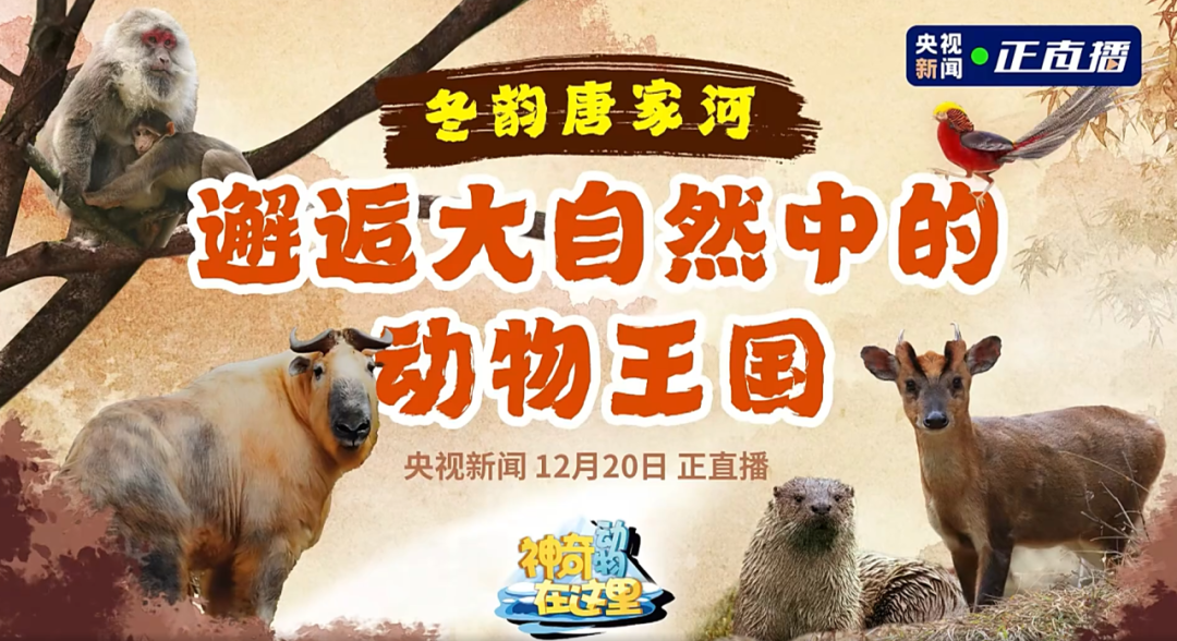 媒体聚焦 | 央视新闻走进唐家河，，，，，，，邂逅冰雪童话世界的动物王国